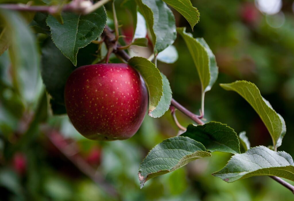 Apple: Top Plant Sources of Minerals for the Human Body