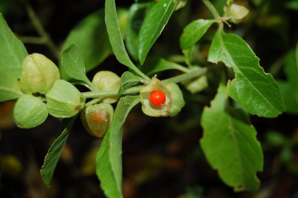 ashwagandha- health benefits