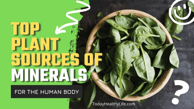 Top Plant Sources of Minerals for the Human Body