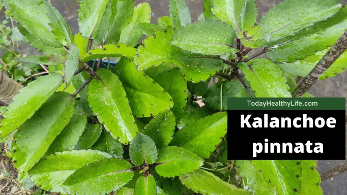 Kalanchoe Pinnata: Nutritions, benefits, medicinal uses & all