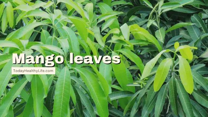 Mango leaves