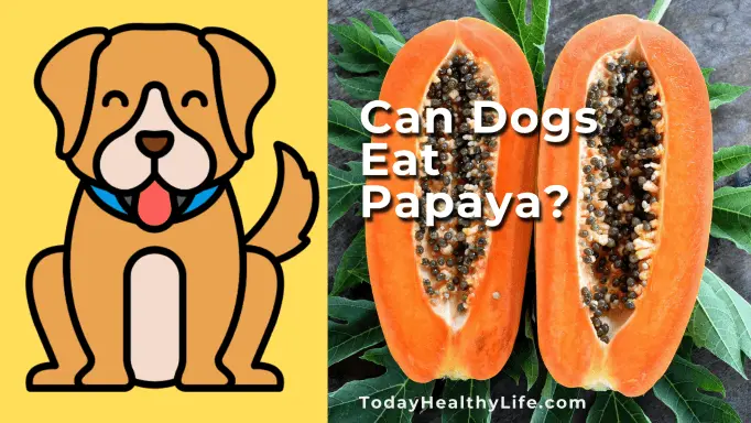 Can Dogs Eat Papaya? Side Effects, Benefits & Tips For Dog