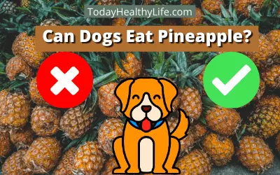 Can Dogs Eat Pineapple? Is Pineapple Good For Dogs?
