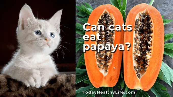 Can cats eat papaya? Surprising facts about papaya for cat