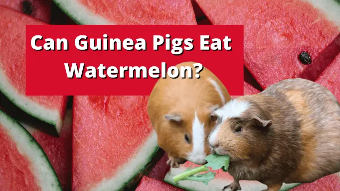 Can Guinea Pigs Eat Watermelon? Risks, Guidelines & All