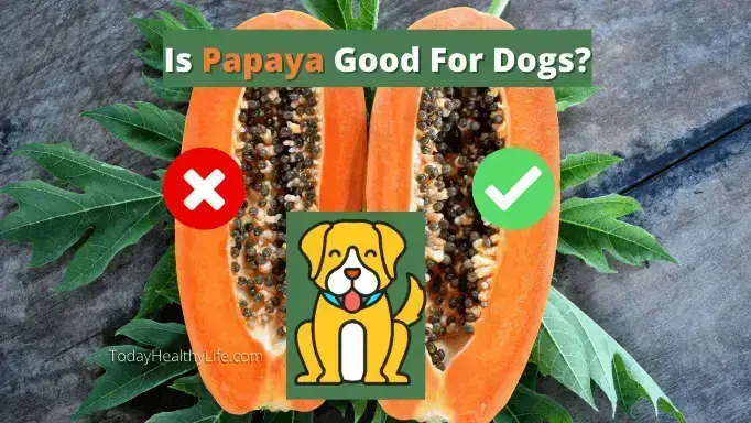 Is Papaya Good For Dogs? Surprising Facts & FAQ