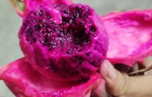 Eating a red dragon fruit. Do you know, what does dragon fruit taste like?