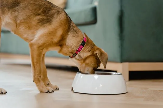 A dog eating liquid gold dog supplement.