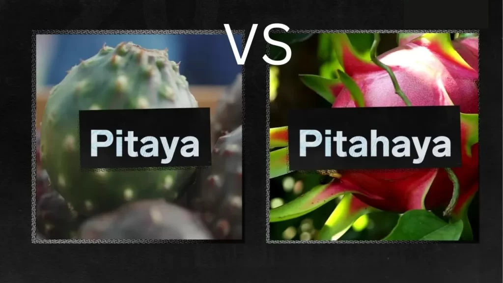 Mexican pitaya vs dragon fruit