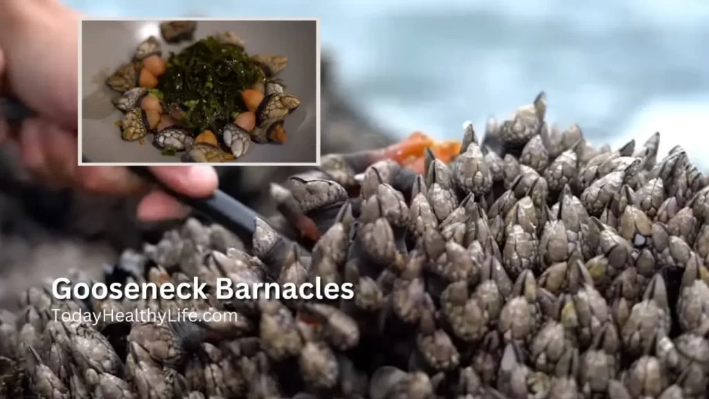 Gooseneck Barnacles Recipe, Or How To Eat This Seafood?