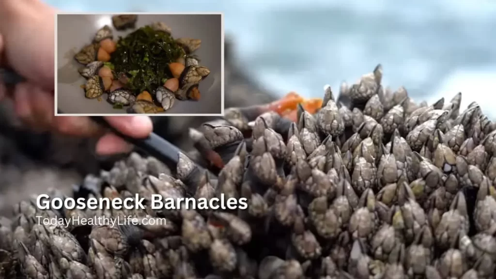 Gooseneck Barnacles