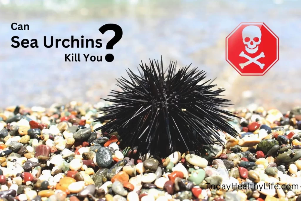 Can Sea Urchins Kill You? Exploring the Intriguing Truths