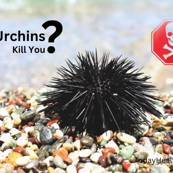 Can Sea Urchins Kill You? Exploring the Intriguing Truths