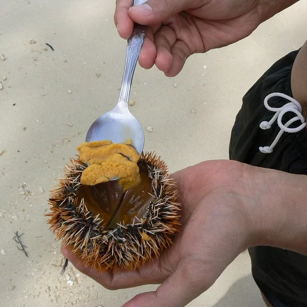 Eating Sea Urchin Side Effects, Benefits & More Information