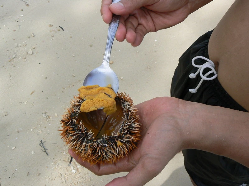 What Does Sea Urchin Taste Like?