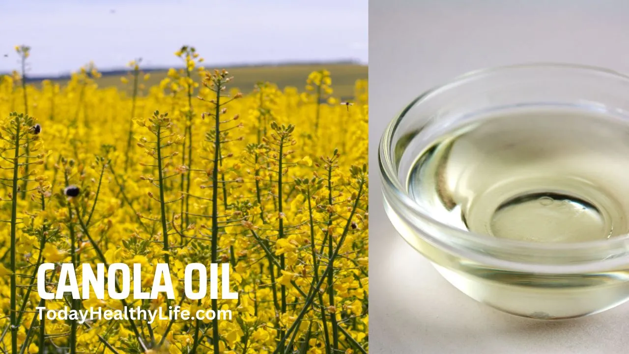 Canola Oil: Benefits, Uses, Nutrition, Dangers, Substitute & All