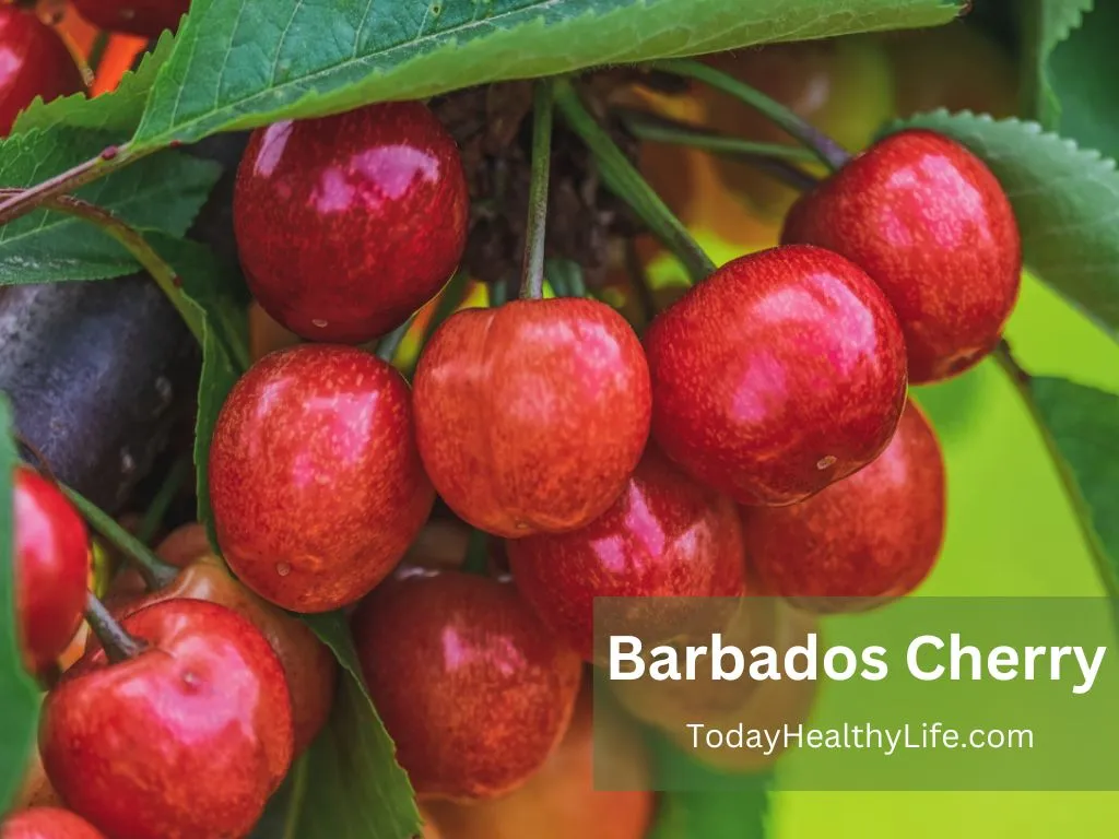 What Does Barbados Cherry Taste Like? - Today Healthy Life