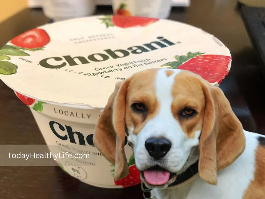 What Brand Of Greek Yogurt Is Good For Dogs?