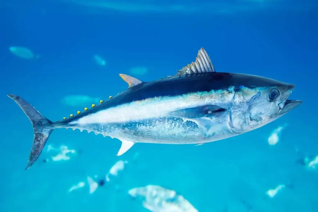 Tuna fish