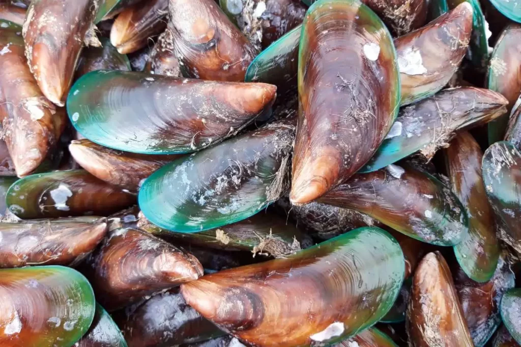 Type of Mussels