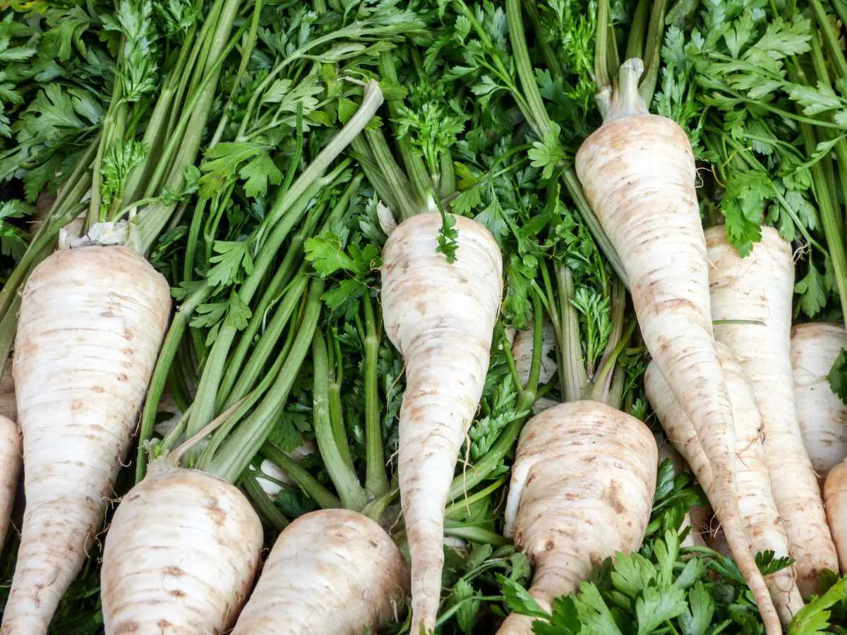 What is a Parsnip? Nutrition, Benefits, Recipes, Side Effects