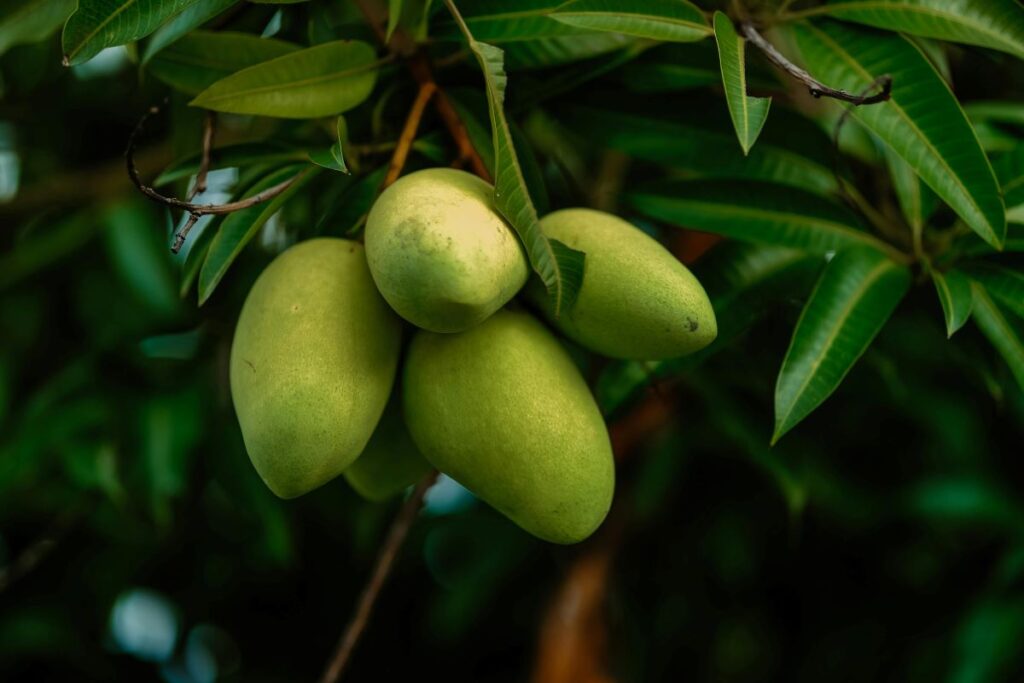 How to Tell if a Mango is Ripe: The Complete Guide