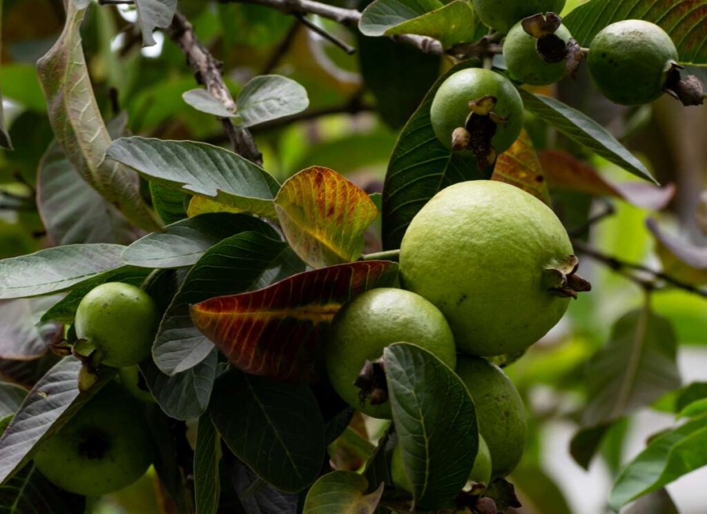 Guava Leaves Benefits & Side Effects: Immunity, Fertility, Hair & All