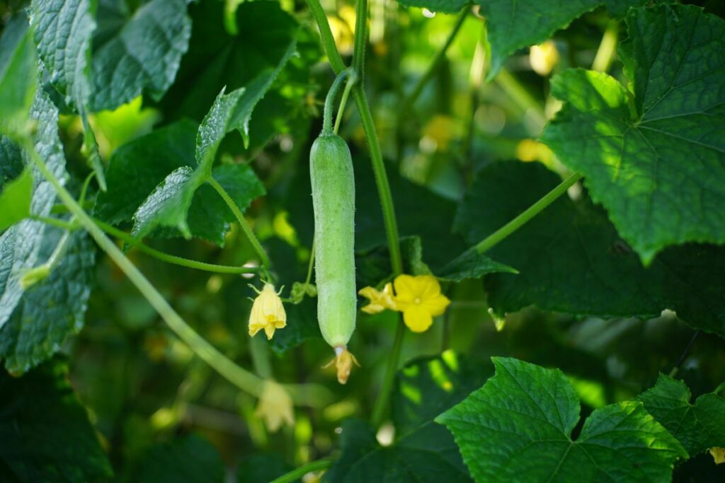 Cucumber: Benefits, Side Effects, Nutrition, Calories, & More