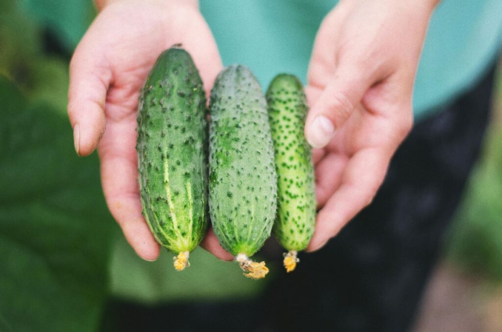 Cucumber: Benefits, Side Effects, Nutrition, Calories, & More