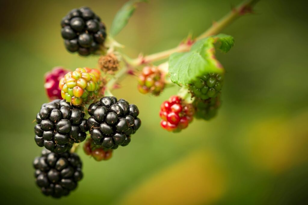 Blackberry: Benefits for Male & Female, Side Effects, Nutrition, & All
